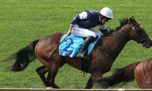 Johnston: Govt Okay with Beating Horses 22