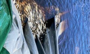 Salmon Industry's Wild Fish Bycatch 15