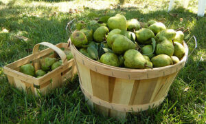 Change in Direction on Fair Work Fruit Decision 'Unlikely' 13
