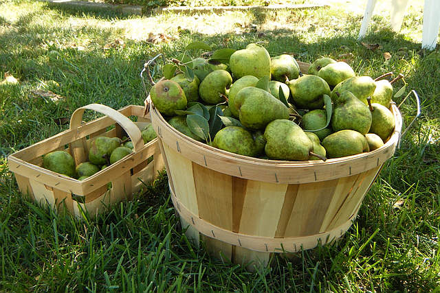 Change in Direction on Fair Work Fruit Decision 'Unlikely' 1