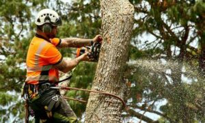 News from Hobart Council Meeting 7