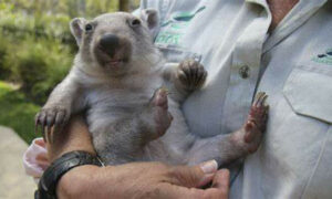 Feedback Sought on Draft Wildlife Rehabilitation Strategy 23