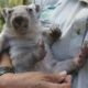Feedback Sought on Draft Wildlife Rehabilitation Strategy 24
