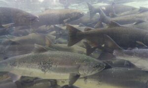 On Salmon Industry Future ... 9