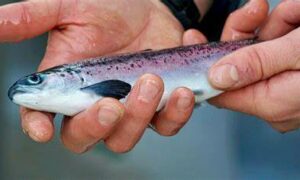 EPA Approves Cressy Hatchery Upgrade for Petuna 20