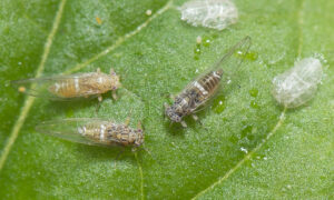Help Keep Tasmania Free from Exotic Pests 30