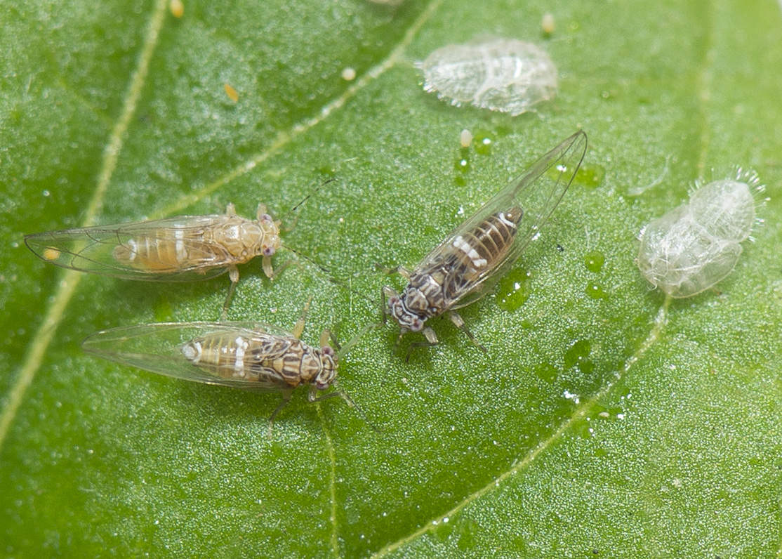 Help Keep Tasmania Free from Exotic Pests 1