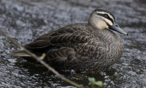 Call to Scrap Duck Season 22