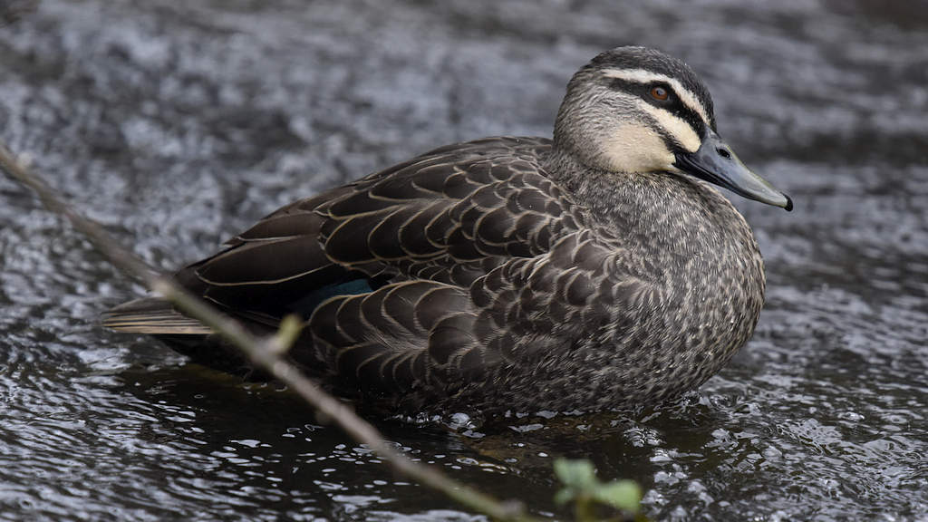 Call to Scrap Duck Season 1