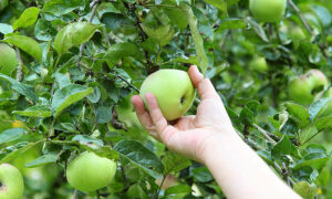 Fruit Pickers' Guaranteed Rate to Become Law 28 April 5