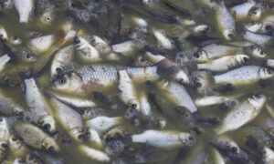 Another Mass Fish Kill in Tas Aquaculture 26