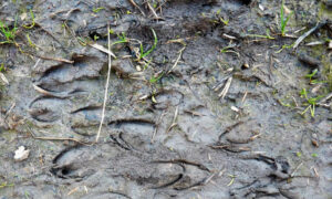 Wild Fallow Deer Management Plan Released 9