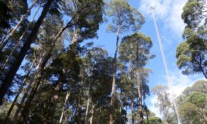 In Heatwaves, Tasmania’s Tall Eucalypt Forests No Longer Absorb Carbon 12