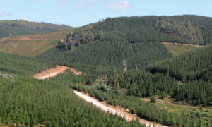 On National Forest Industries Plan ... 26