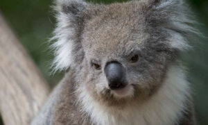 Koala Foundation Calls Out Morrison for Non-Consultation 19