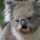 Koala Foundation Calls Out Morrison for Non-Consultation 20