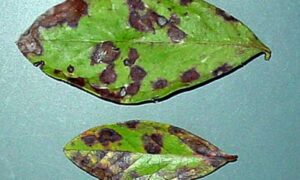 Vigilance Needed Against Blueberry Rust 32