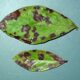 Vigilance Needed Against Blueberry Rust 33