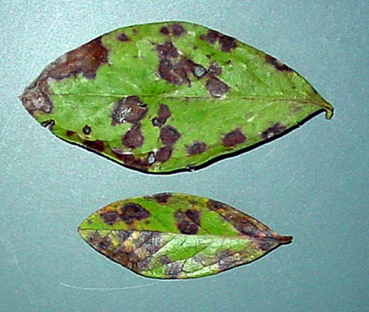 Vigilance Needed Against Blueberry Rust 1