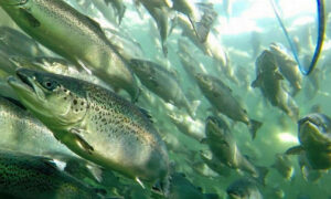 Impact of Escaped Salmon on Tasmanian Ecosystems 34