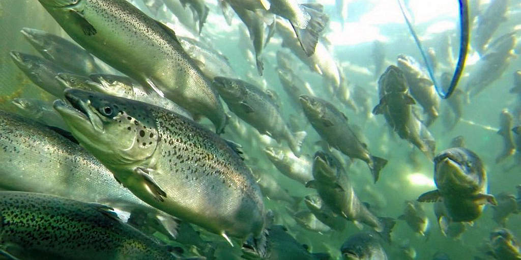 Impact of Escaped Salmon on Tasmanian Ecosystems 5