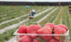 Tasmanian Agricultural Education & Training Partnership Formed 31