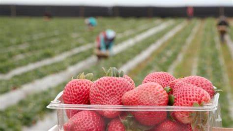 Tasmanian Agricultural Education & Training Partnership Formed 1