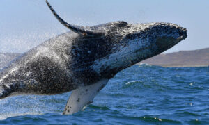 Ocean a Dangerous Place for Whales 8