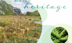 TWS: Governments Mislead UNESCO on Tasmanian Wilderness 23
