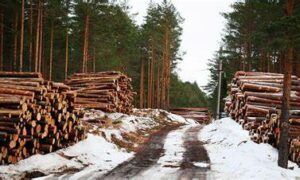 Brown: Morrison Soft on Russian Wood Imports 29