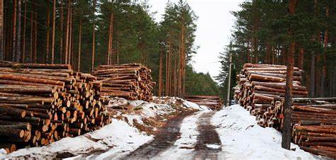 Brown: Morrison Soft on Russian Wood Imports 1