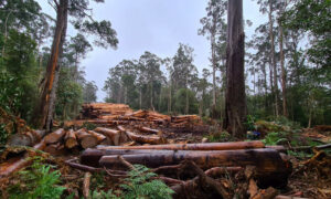 Tasmanian Forests Help Solve the Climate Crisis 13