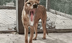 9 Steps to 'De-extincting' the Thylacine 8