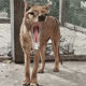 9 Steps to 'De-extincting' the Thylacine 9