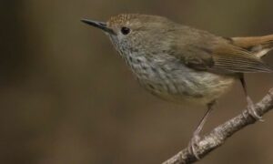 Federal Govt Scraps Recovery Plans for At-Risk Tasmanian Flora and Fauna 24