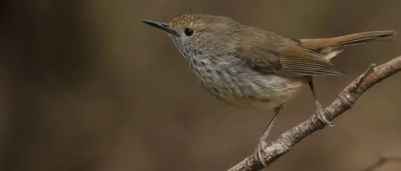 Federal Govt Scraps Recovery Plans for At-Risk Tasmanian Flora and Fauna 1