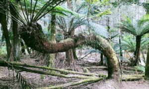 Protest Halts Styx Logging 19