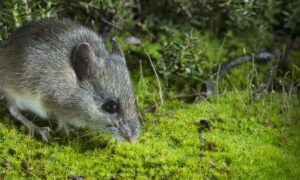 TCT Takes Legal Action Against Tucker & FPA Over Native Forest Clearing 16