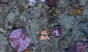 Sponge Bleaching Observed in Warming Tasmanian Waters 9