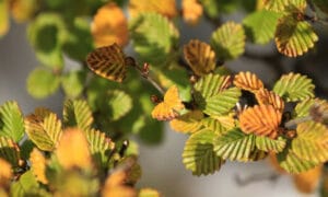 Festival of Fagus Returns 21