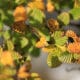 Festival of Fagus Returns 22