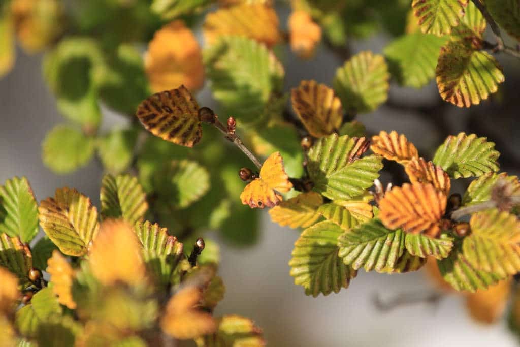 Festival Of Fagus Returns - Tasmanian Times