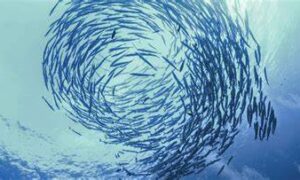 Upcoming NW Tas Forums - Federal Candidates; Oceans 7