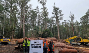 On Illegal Logging in Tasmanian Forests ... 18