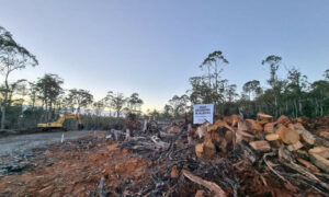 More Forest Protest Charges Dropped 9