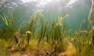 Assessing Carbon Storage Capability of Seaweed 5