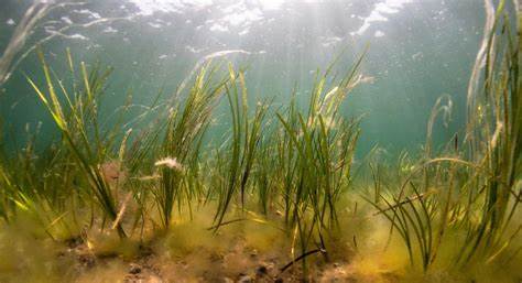 Assessing Carbon Storage Capability of Seaweed - Tasmanian Times