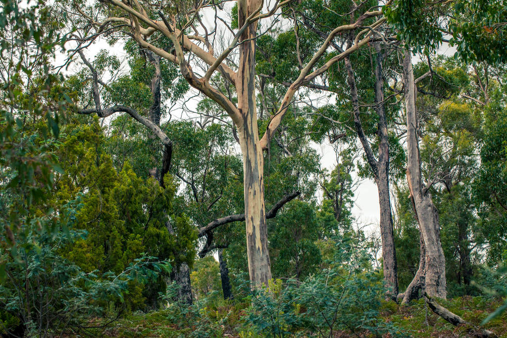 TLC Bid to Establish Sanctuary at Sloping Main - Tasmanian Times