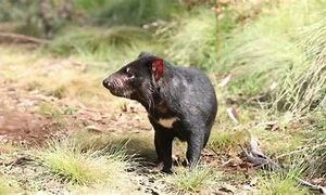 Greens Tasmanian Devil Plan 10