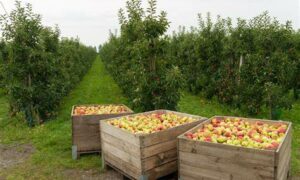 Fruit Growers' Election Wish-list 18